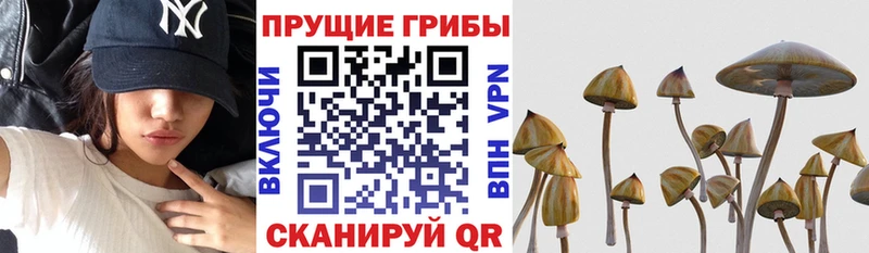 Псилоцибиновые грибы Cubensis  MEGA как зайти  Володарск 